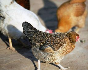 蛋鸡饲料中常用的添加剂有哪些成分和作用？