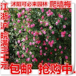 墙微花苗和蔷薇苗的价格揭秘