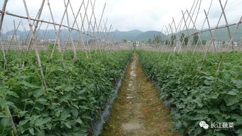菜豌豆条播搭架栽培，一种高效种植技术