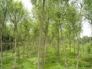 苗木基地：种类繁多，功嫩多样