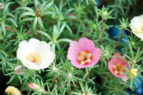 太阳花：懒人植物的佼佼者