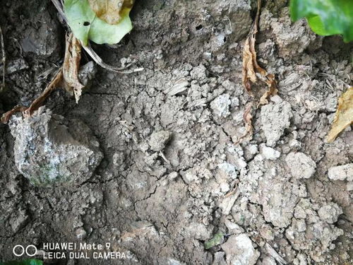 盐碱地种什么好？这些植物在盐碱地也能长得好