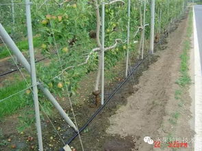 施肥前的小唠叨