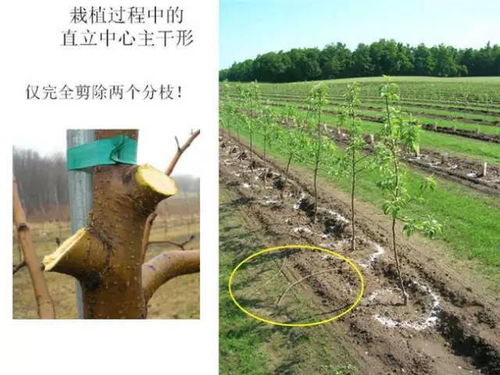树木冬天修剪，为何能促进生长