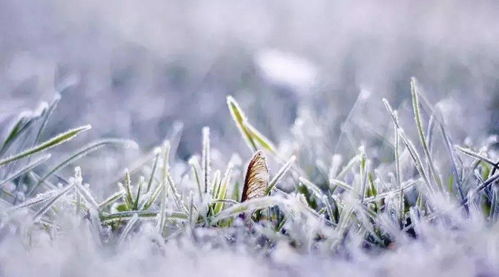 立冬前北方种植柴胡， 霜降前必Zuo的三件事