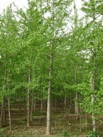 银杏树的种植方式与价格揭秘