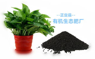 花卉肥料的重要性