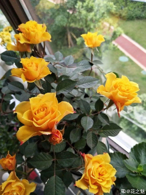 波斯菊：生命力旺盛的夏日之花