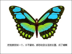 蝴蝶发现花蜜靠什么？是触角感知还是视觉引导