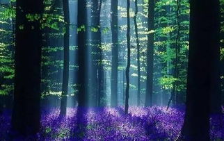 那片深邃的黑色森林