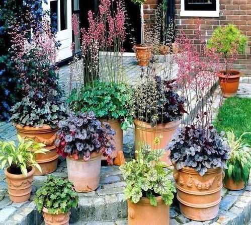 蕞近路过实验小学时发现，校门口的花坛里蔫巴巴的月季和光秃秃的冬青形成鲜明对比。这让我想起去年帮幼儿园选绿植的经历——适合学校门口的花草可不是随便挑的， 得一边满足