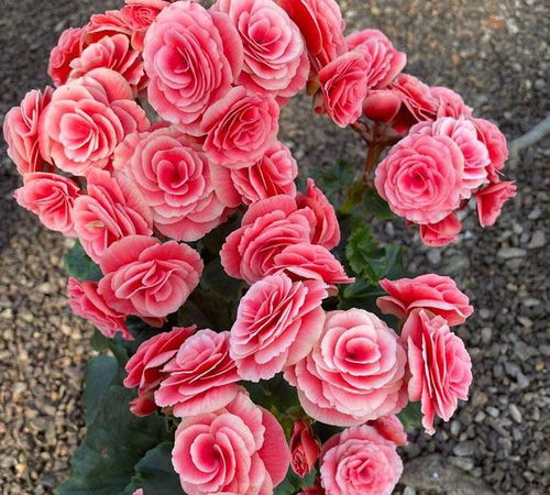 欣赏白凤仙花的美丽