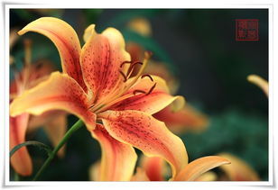 百合花的奥秘：象征与含义解析