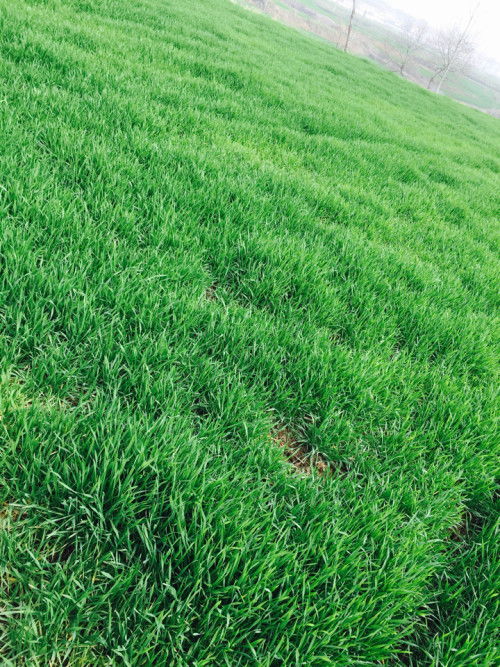 麦子拔节，哪种除草剂来帮忙？