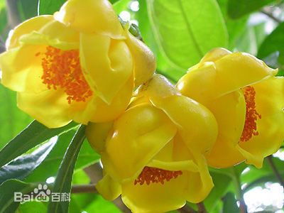 金茶花和金花茶的区别是什么？金花茶栽培与管理有哪些注意事项