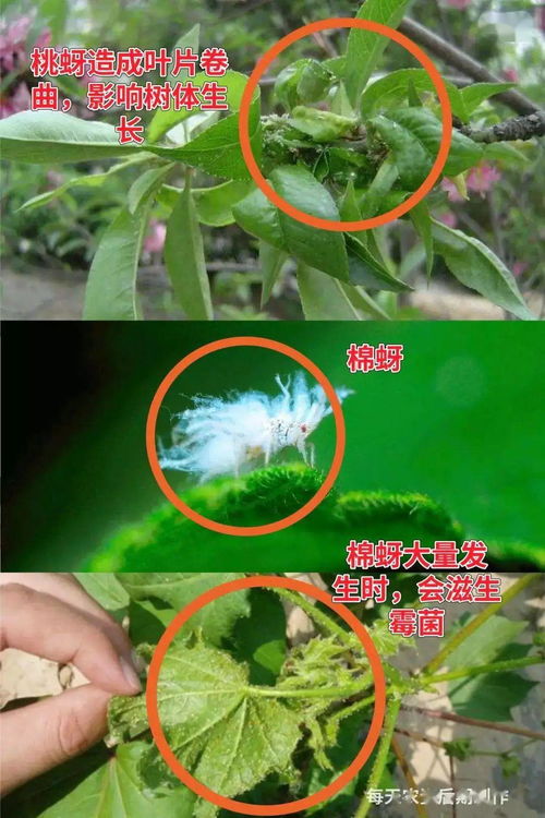 吡虫啉、啶虫脒和吡蚜酮三种农药有何区别及在防治哪些病虫害上各有何应用？