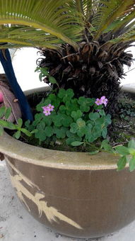 抗寒耐热的花卉，春天的使者