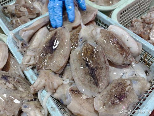 一斤左右的墨鱼大概多少钱一斤？墨鱼的价格是多少？