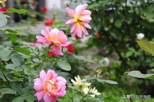 光照，月季花的美容师