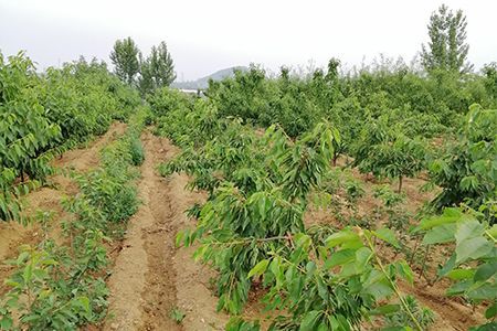 播种时间， 把握关键期