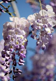 紫藤移栽需要注意些什么？