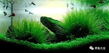 冬季养鱼，别施肥！这花在水族箱里是大敌！