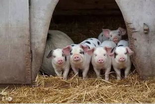 猪精在母猪体内能存活多久？揭秘猪精输入后的生命奇迹！