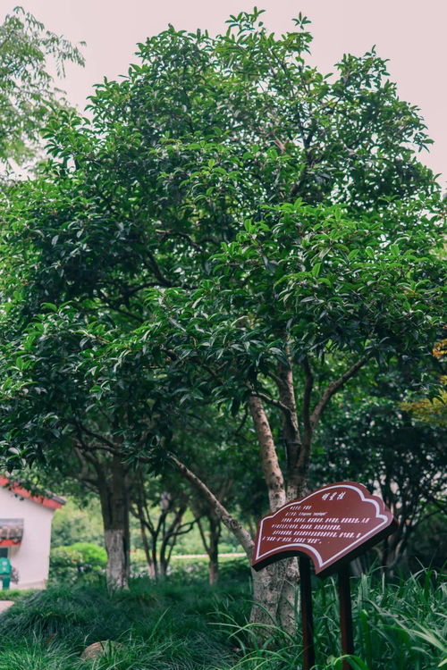 桂花：合肥市树，可不是吹牛的