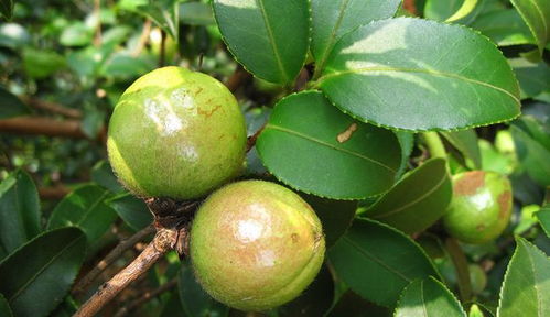 广东韶关某农场独创的“吊瓶输液法”