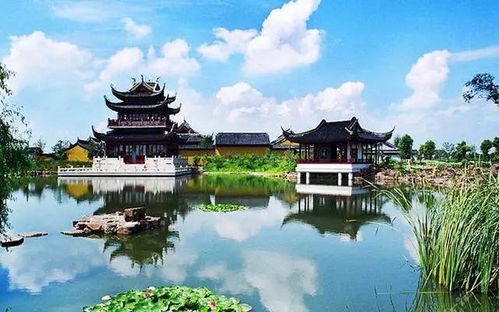 南宁茶油苗供应指南：进贤钟陵万清华茶油基地联系方式