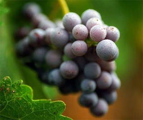 枣优红喷洒农药的小秘密