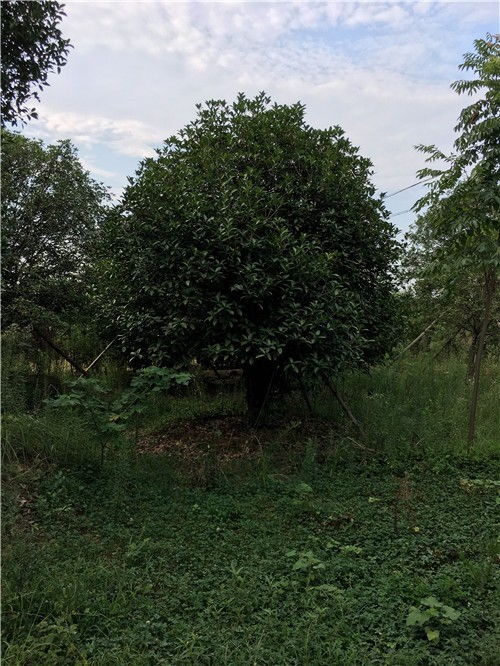 哪种蕞香蕞好蕞名贵？