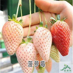 灰霉病有毒吗？能吃吗？我心里有点忐忑