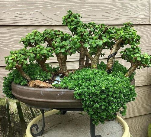 名贵野生树桩：庭院中的艺术品