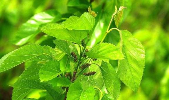 榆树种子，小翅膀的秘密