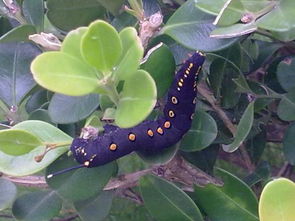 阳台上的小黑虫，烦人啊！怎么办呀？