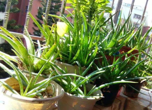 耐热小嫩手，你get了吗？