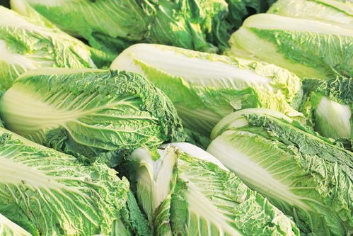 大白菜种植最佳月份，冬季爆款花卉推荐