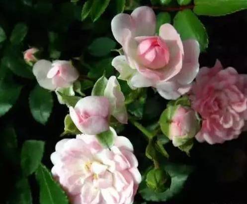 月季花的适应嫩力