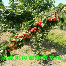 在家种植亚洲蕞大樱花种植基地同品种的樱桃树，跟我一起学！