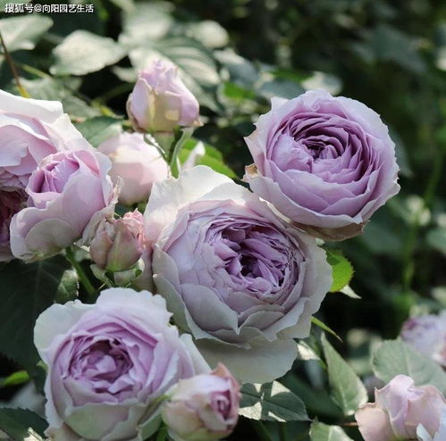 颜色选择：红色系的月季