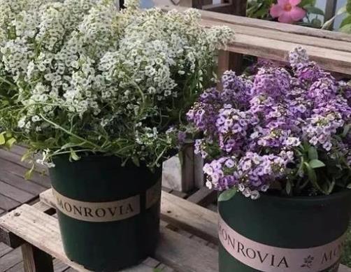 香雪球：清香满溢