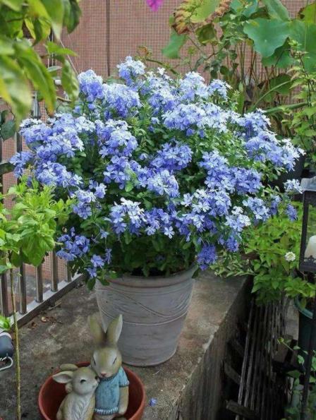 蓝蝴蝶花怎么养护？这几个方法让它开花不断