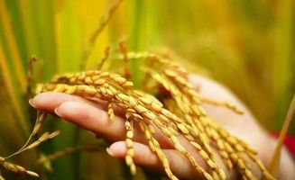 柴胡品种选择：不同品种的耐寒性如何？