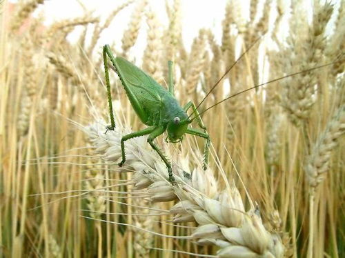 农药大比拼，哪种Zui好用？