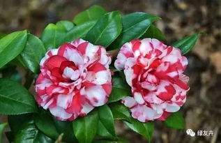 广东湿热气候下茶花品种耐热性大盘点！