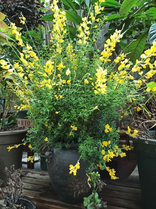 金雀的花期和开花次数受哪些因素影响