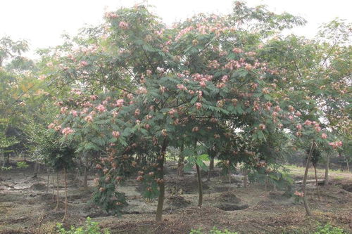 二、 合欢树枯萎病的防治方法