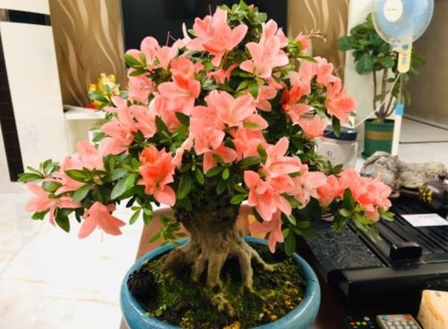 郑州买花指南：新手种植必备花种大揭秘