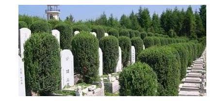 堪堪上海福寿园，怎么个绿法？